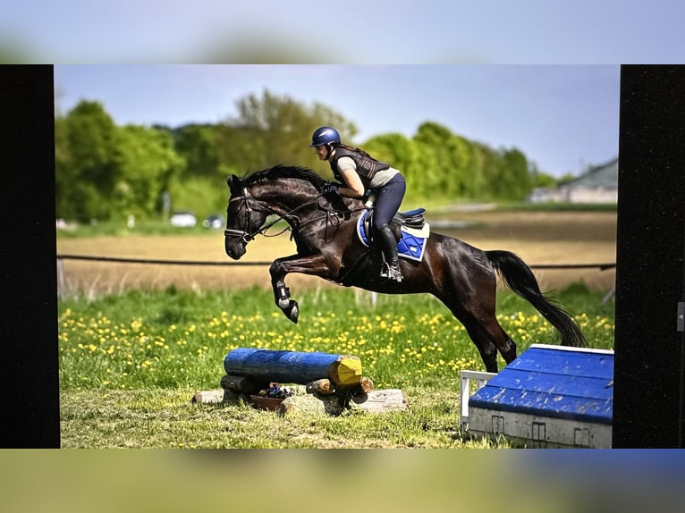 Trakehner Stute 6 Jahre 168 cm Rappe in Langenselbold