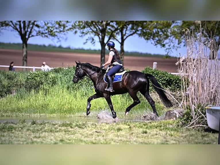 Trakehner Stute 6 Jahre 168 cm Rappe in Langenselbold