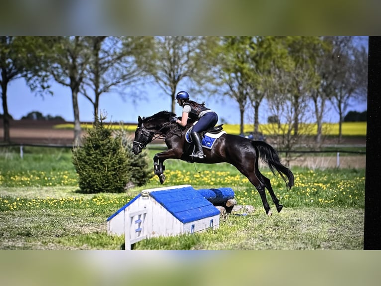 Trakehner Stute 6 Jahre 168 cm Rappe in Langenselbold
