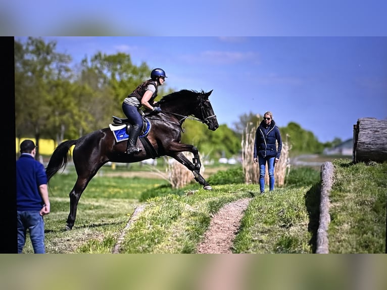 Trakehner Stute 6 Jahre 168 cm Rappe in Langenselbold