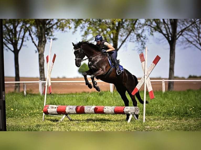 Trakehner Stute 6 Jahre 168 cm Rappe in Langenselbold