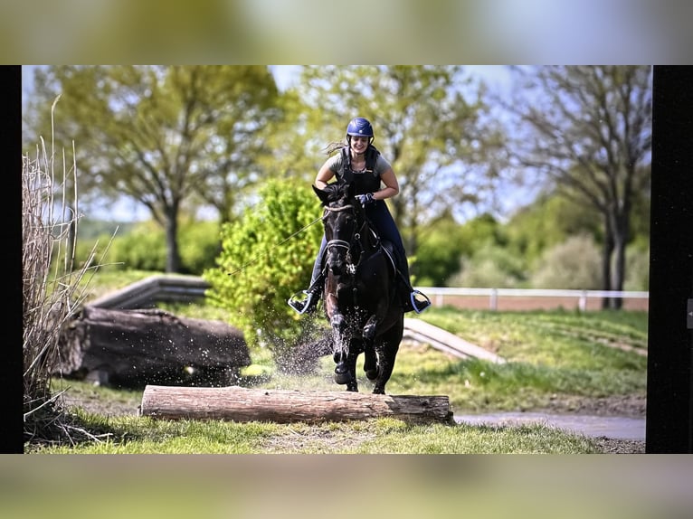 Trakehner Stute 6 Jahre 168 cm Rappe in Langenselbold