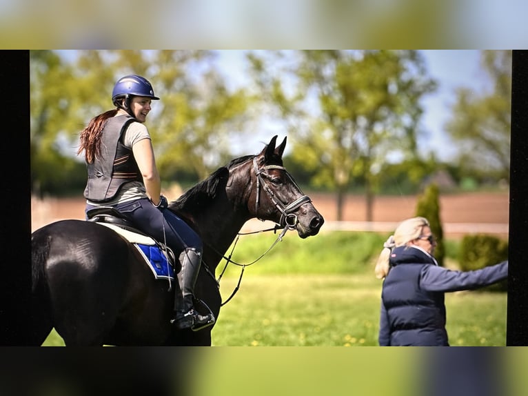 Trakehner Stute 6 Jahre 168 cm Rappe in Langenselbold