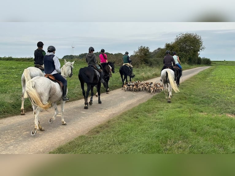 Trakehner Stute 6 Jahre 168 cm Rappe in Langenselbold