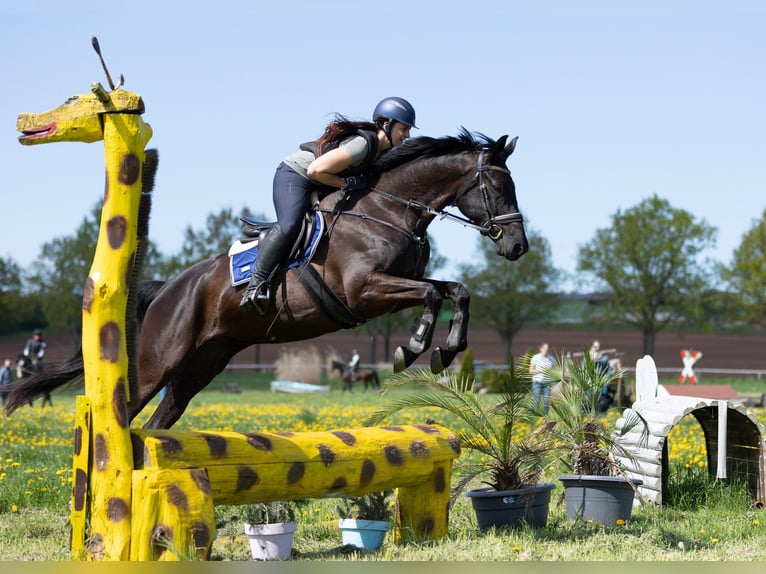 Trakehner Stute 6 Jahre 168 cm Rappe in Langenselbold