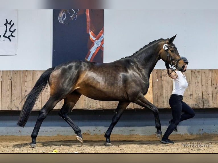 Trakehner Stute 6 Jahre 169 cm Brauner in Wetter