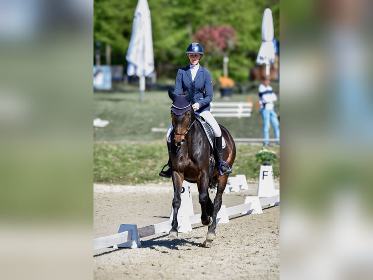 Trakehner Stute 6 Jahre 169 cm Brauner in Wetter