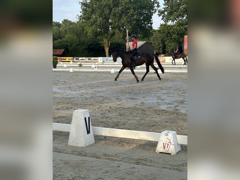 Trakehner Stute 6 Jahre 169 cm Brauner in Wetter