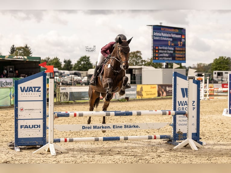 Trakehner Stute 6 Jahre 169 cm Brauner in Wetter