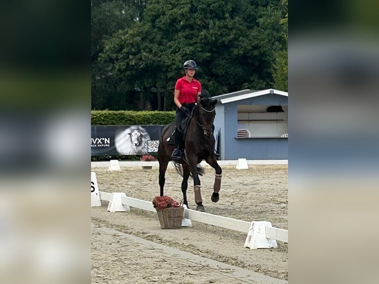 Trakehner Stute 6 Jahre 169 cm Brauner in Wetter
