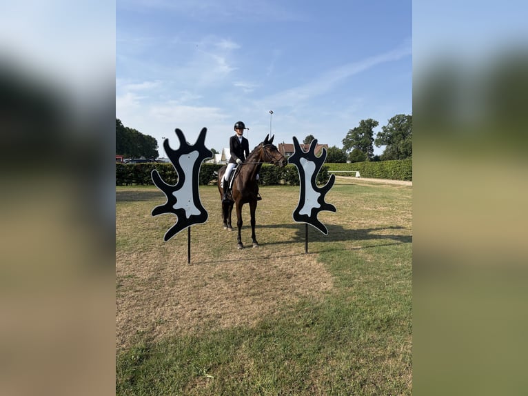 Trakehner Stute 6 Jahre 169 cm Brauner in Wetter
