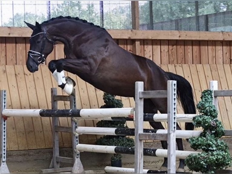 Trakehner Stute 6 Jahre 169 cm Rappe in Geldern
