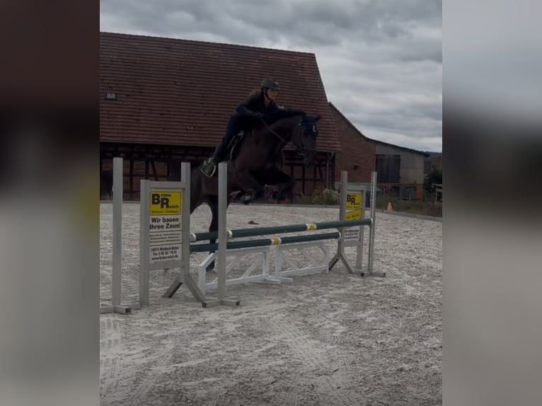 Trakehner Stute 6 Jahre 169 cm Rappe in Neustadt (Hessen)
