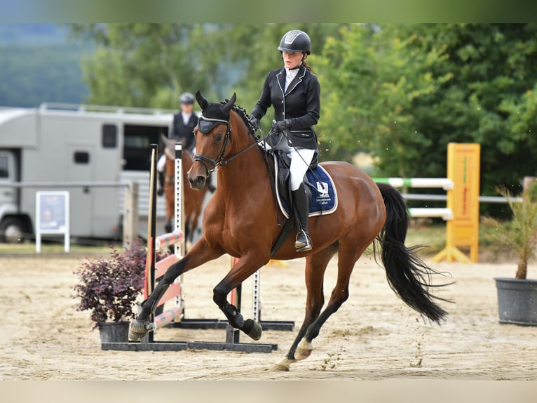 Trakehner Stute 6 Jahre 170 cm Brauner in Laubach