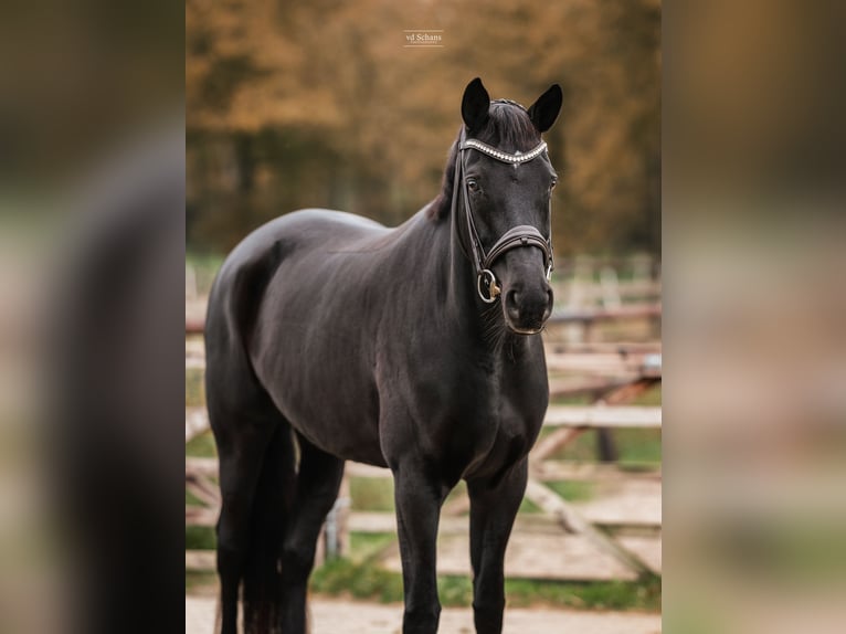 Trakehner Stute 6 Jahre 170 cm Rappe in Meerlo