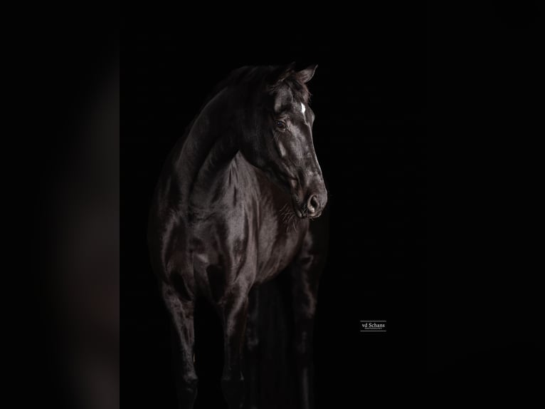 Trakehner Stute 6 Jahre 170 cm Rappe in Meerlo