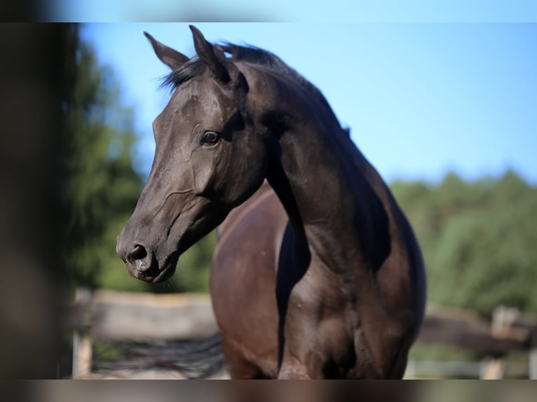 Trakehner Stute 6 Jahre 170 cm Rappe in Karnków