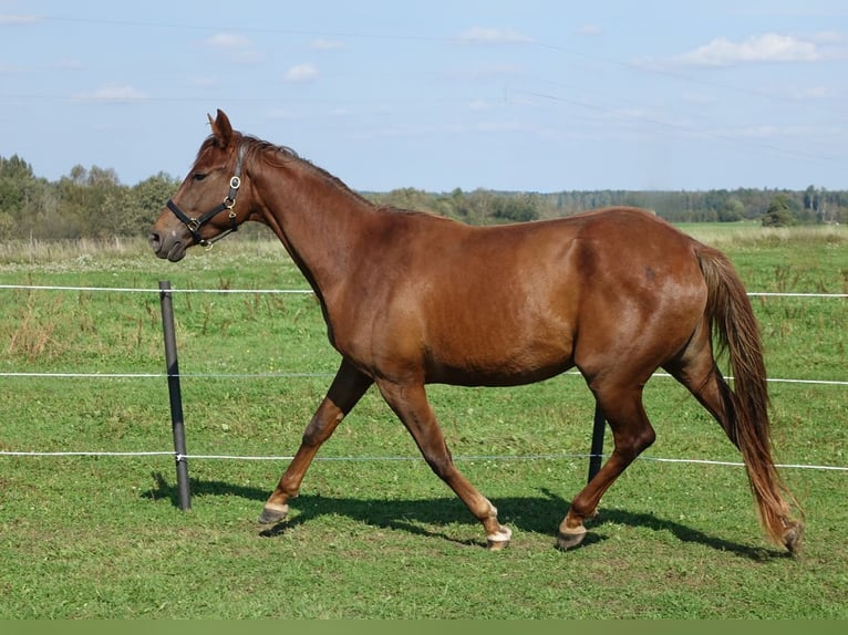 Trakehner Stute 6 Jahre 171 cm Dunkelfuchs in Linn