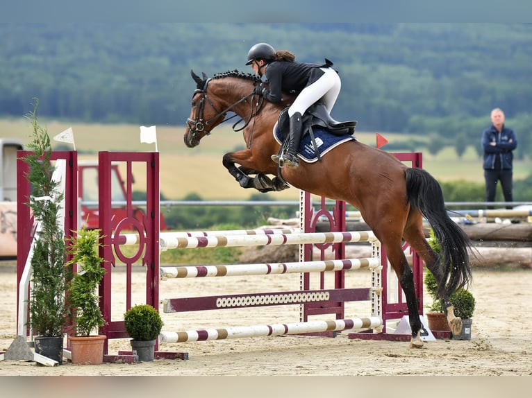 Trakehner Stute 6 Jahre 172 cm Brauner in Laubach