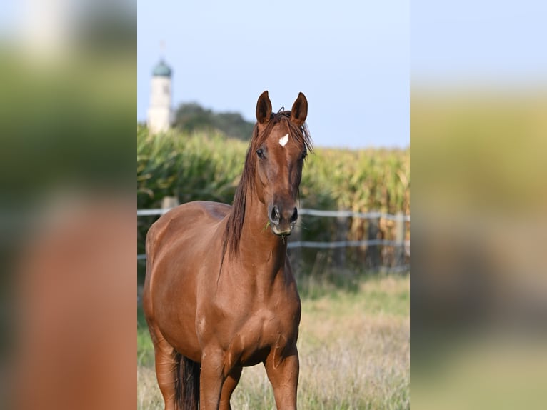 Trakehner Stute 6 Jahre 172 cm Fuchs in Tacherting