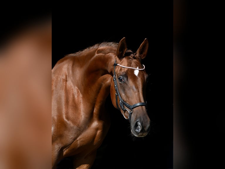 Trakehner Stute 6 Jahre 172 cm Fuchs in Tacherting