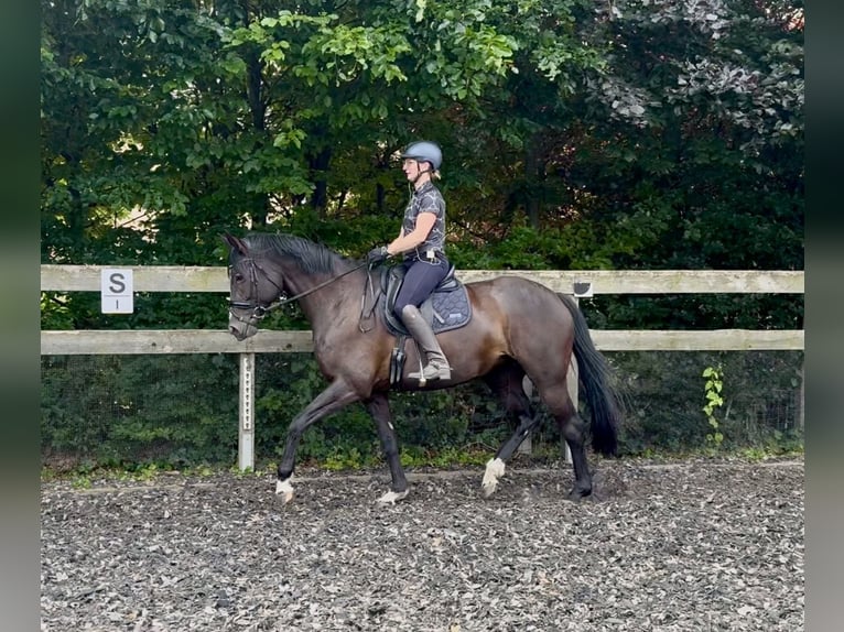 Trakehner Stute 6 Jahre 172 cm Rappe in Schackensleben