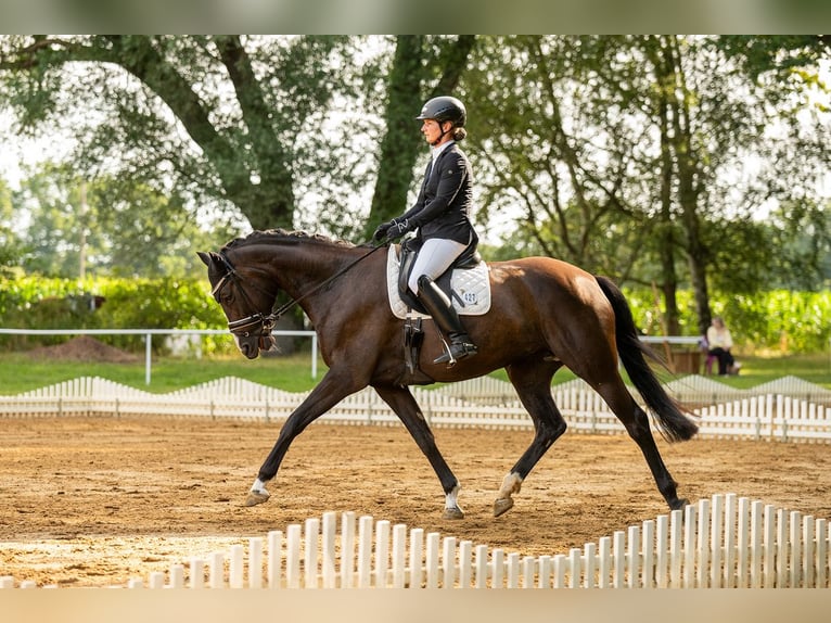 Trakehner Stute 6 Jahre 172 cm Rappe in Schackensleben