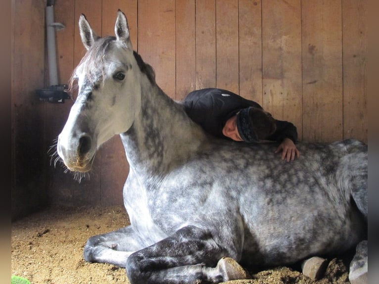 Trakehner Stute 6 Jahre 174 cm Apfelschimmel in Aalen