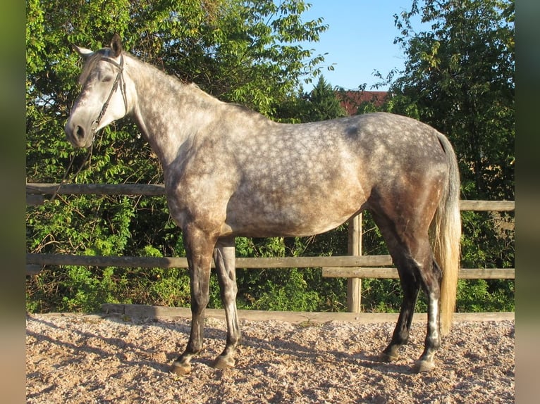 Trakehner Stute 6 Jahre 174 cm Apfelschimmel in Aalen
