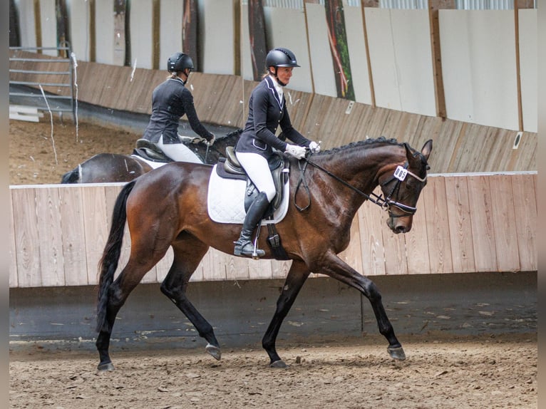 Trakehner Stute 6 Jahre 174 cm Schwarzbrauner in Wolfhagen