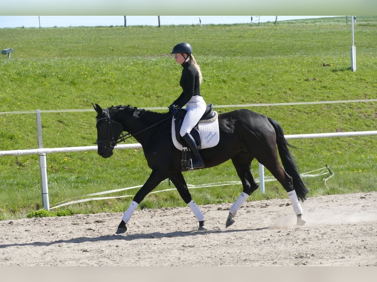 Trakehner Stute 6 Jahre Schwarzbrauner in Ganschow