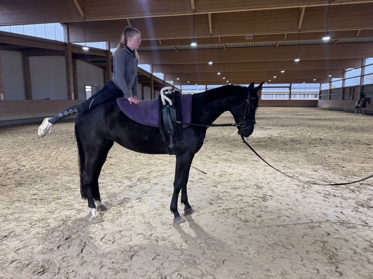 Trakehner Stute 6 Jahre Schwarzbrauner in Ganschow