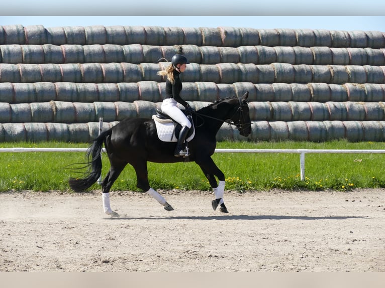 Trakehner Stute 6 Jahre Schwarzbrauner in Ganschow