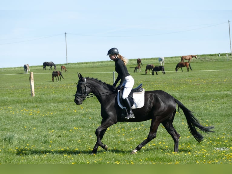 Trakehner Stute 6 Jahre Schwarzbrauner in Ganschow