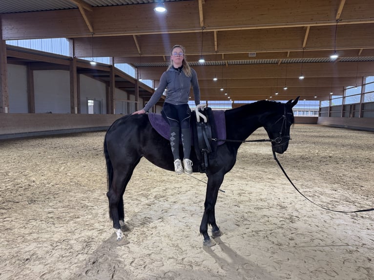 Trakehner Stute 6 Jahre Schwarzbrauner in Ganschow