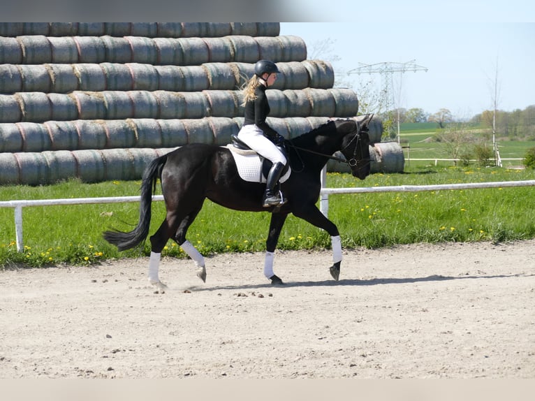 Trakehner Stute 6 Jahre Schwarzbrauner in Ganschow