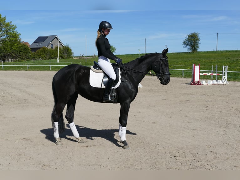 Trakehner Stute 6 Jahre Schwarzbrauner in Ganschow