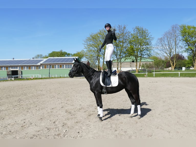 Trakehner Stute 6 Jahre Schwarzbrauner in Ganschow