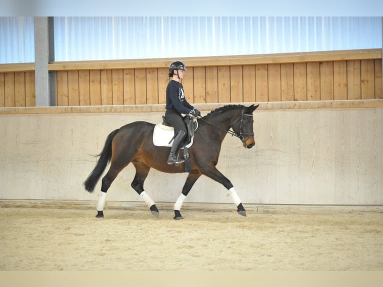 Trakehner Stute 7 Jahre 164 cm Brauner in Wellheim