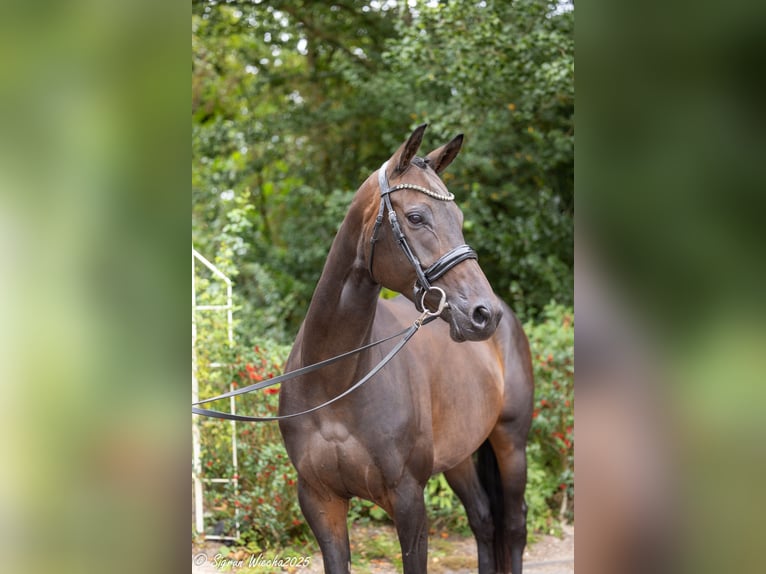 Trakehner Stute 7 Jahre 164 cm Dunkelbrauner in Itzhoe