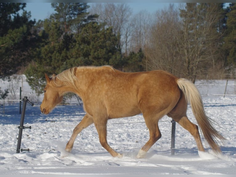 Trakehner Stute 7 Jahre 164 cm Palomino in Linn