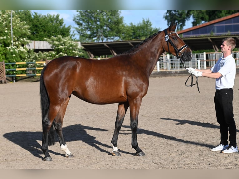 Trakehner Stute 7 Jahre 165 cm Brauner in KremmenKremmen Trakehner Stute 7 Jahre 165 cm Brauner in KremmenKremmen