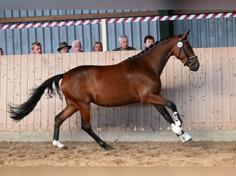 Trakehner Stute 7 Jahre 165 cm Brauner in KremmenKremmen Trakehner Stute 7 Jahre 165 cm Brauner in KremmenKremmen