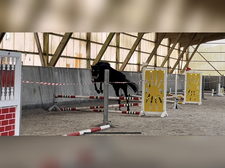 Trakehner Mix Stute 7 Jahre 165 cm Rappe in Scharbeutz