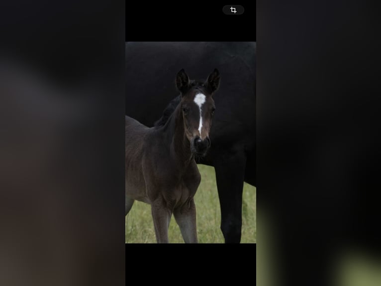 Trakehner Stute 7 Jahre 167 cm Dunkelbrauner in Reutlingen