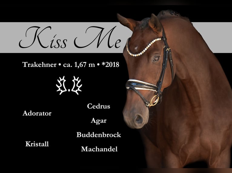 Trakehner Stute 7 Jahre 167 cm Dunkelbrauner in Wehringen