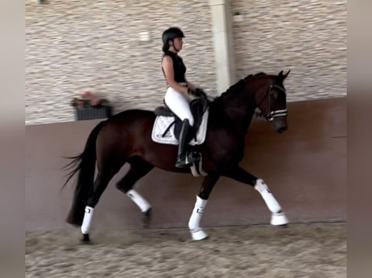 Trakehner Stute 7 Jahre 167 cm Dunkelbrauner in Wehringen