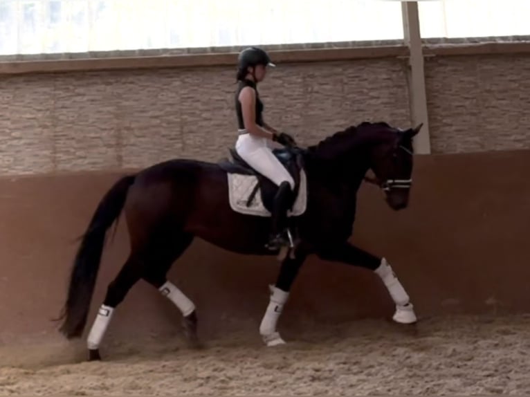 Trakehner Stute 7 Jahre 167 cm Dunkelbrauner in Wehringen