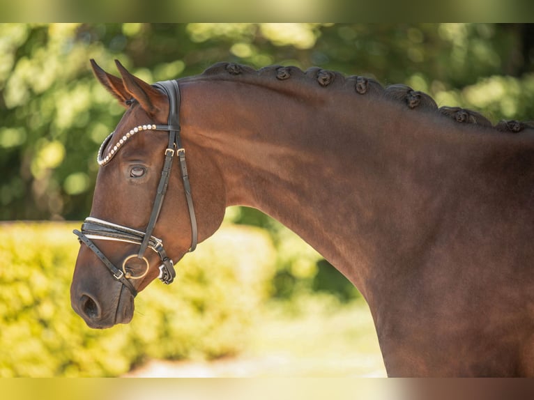 Trakehner Stute 7 Jahre 167 cm Dunkelbrauner in Wehringen