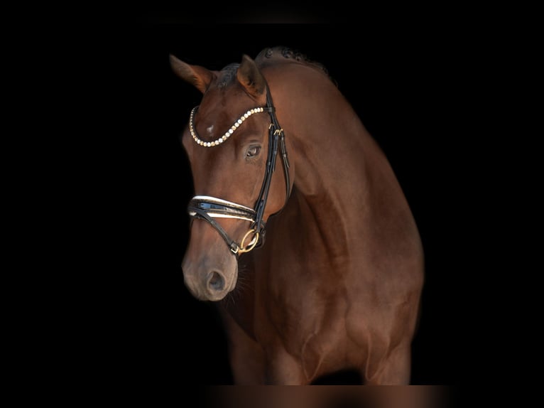 Trakehner Stute 7 Jahre 167 cm Dunkelbrauner in Wehringen